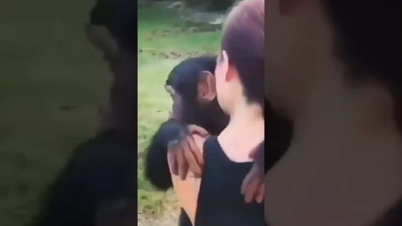 This moment is So Emotional | #Shorts #Animals #Monkey