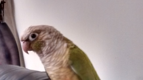 Naughty little parrot stealing sweets out of a jar