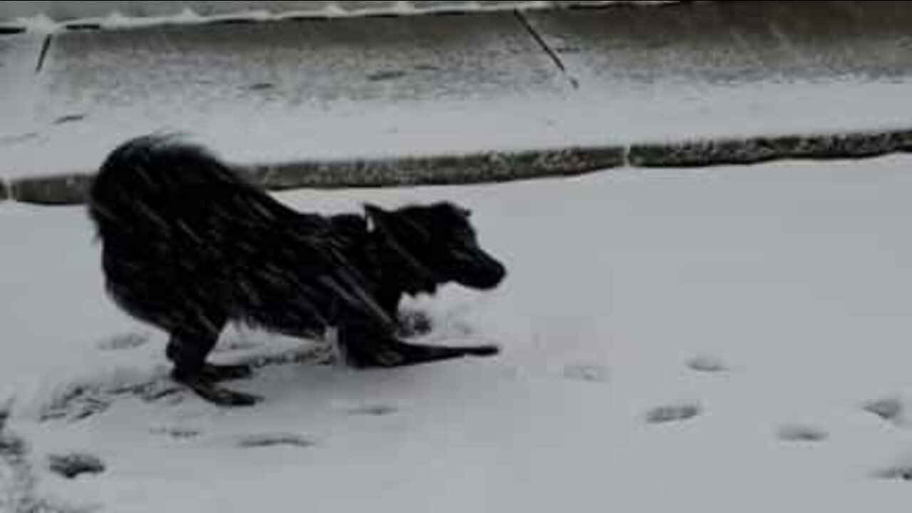 Dog experiences snow for the first time