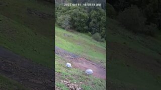 The secret lives of guinea fowl