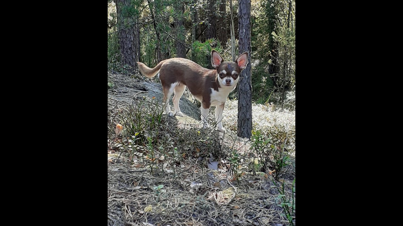 Sweet chihuahuapuppy running in forest