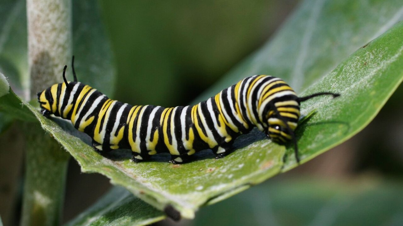 He saw the movement of worms when eating