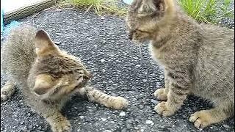 Kitten brothers in the parking lot, I came from over there for eye drops being given today