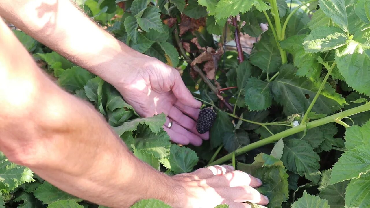 HUGE New Blackberry That Doesn't Taste Like One! | Black Radish Harvest