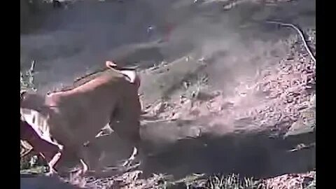 Dogs caught playing on farm cam
