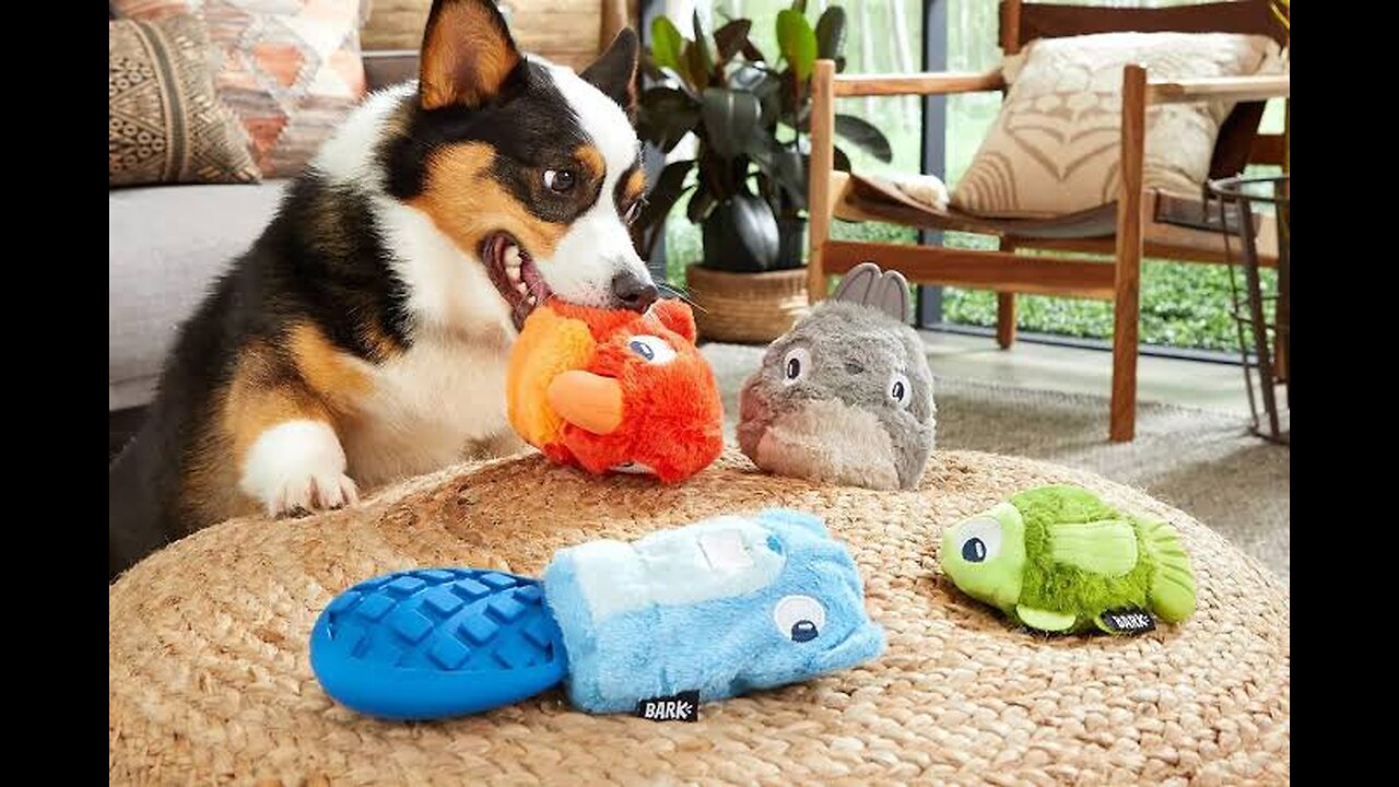 Dogs reaction to their toys for the first time