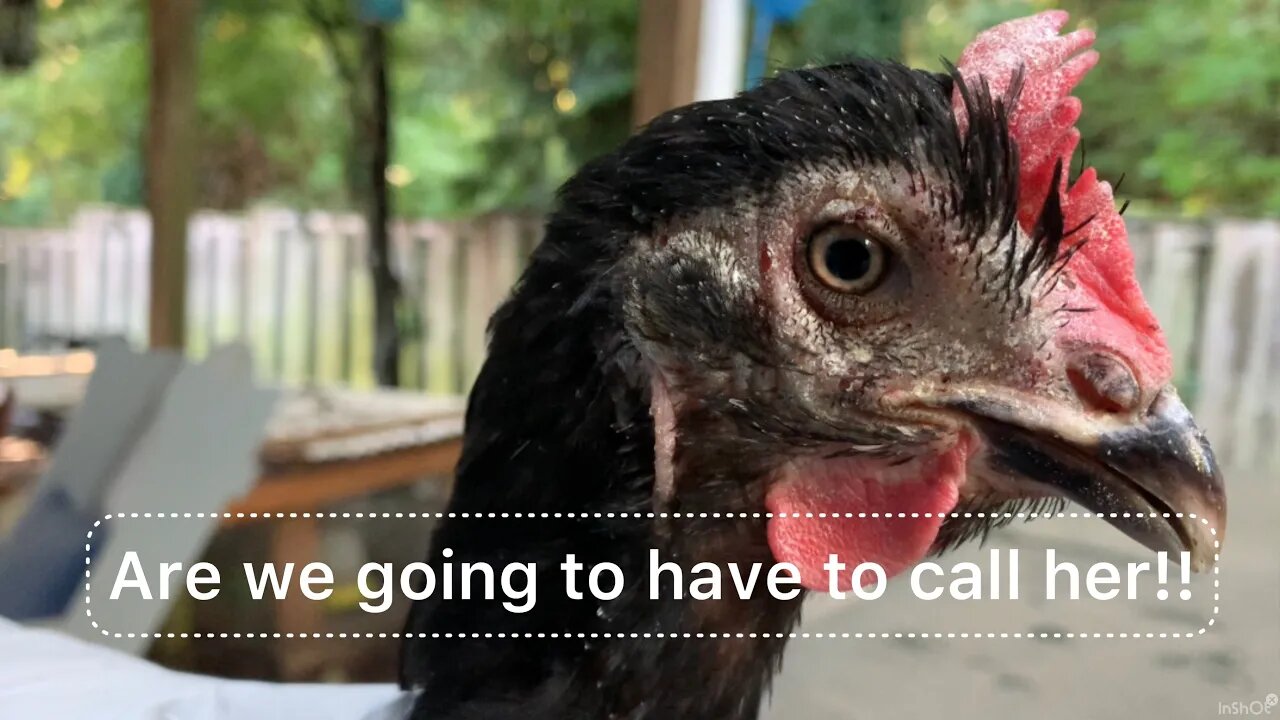 Update On our sick chicken ,will we have to call her?#Chicken #SickChicken