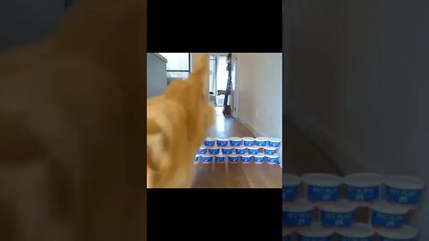 Dog jumps #shorts #funny #comedy #dog #puppy