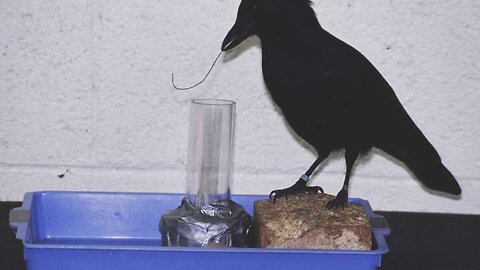 Smart Animals Compilation