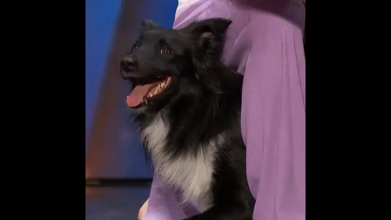 Paws of Genius: Unleashing the Extraordinary Talents of a Canine Prodigy"*