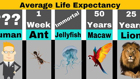 Average Life Expectancy Of …