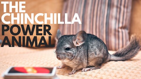 The Chinchilla Power Animal