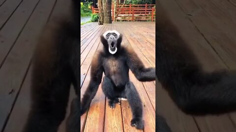 Hora do almoço 😂😂 🎥 TikTok user: inspiras1_1