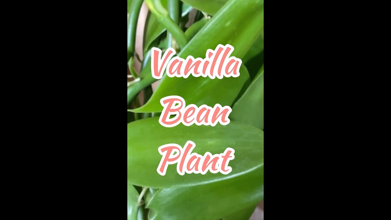 Vanilla Bean