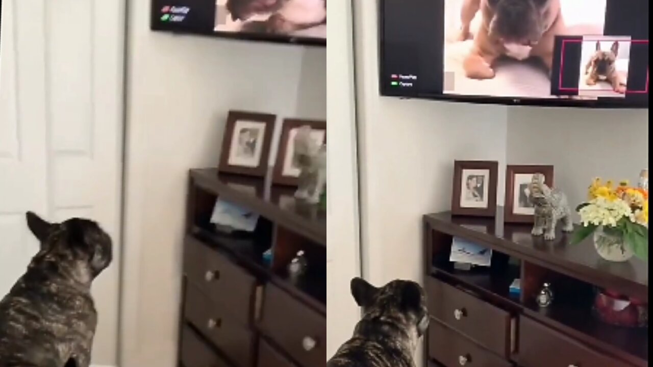 Nothing can separate this Frenchie from his favorite TV show