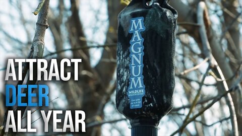 Attract Deer All Year With This Mock Scrape