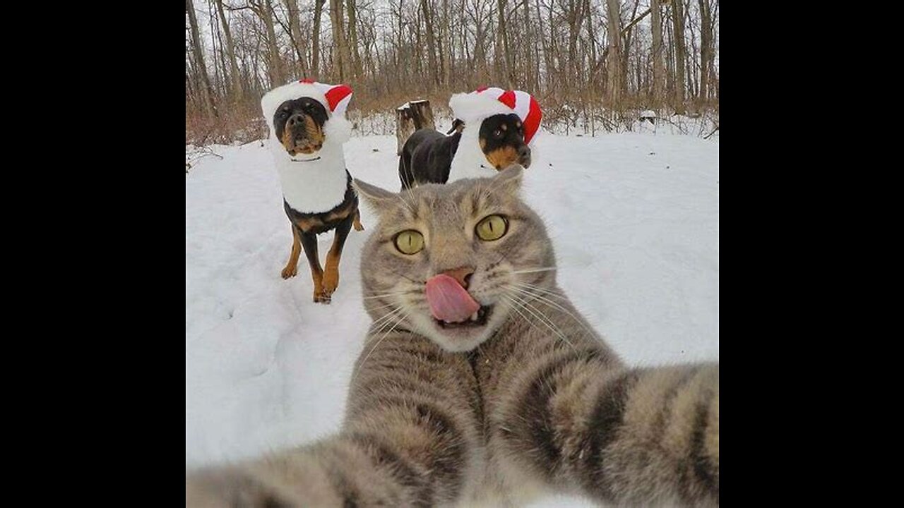 "Animal Antics: Hilarious Moments Caught on Camera"