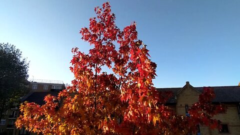 a flaming tree on the afternoon sun set Brentford