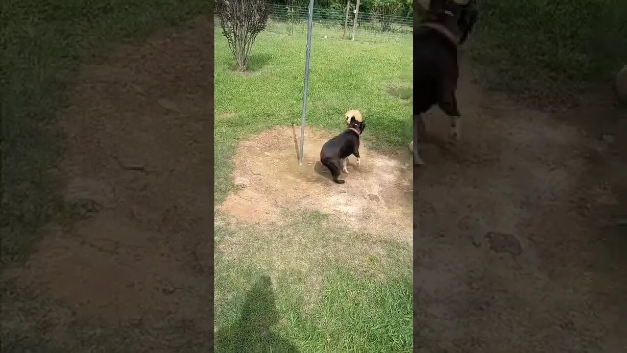 Frankie Always Wins