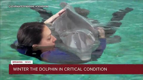 Winter the Dolphin, star of 'Dolphin Tale', is in critical condition due to infection