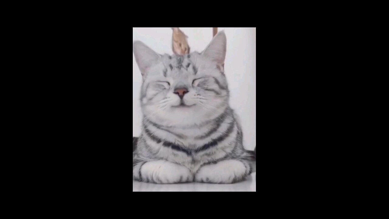 cute_kitten_flirts_at_you_with_a_wink😜😜😜