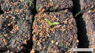 Secrets To Transplanting Parsnips