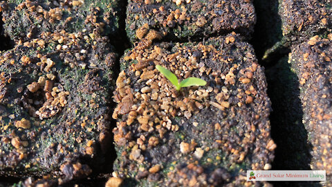 Secrets To Transplanting Parsnips