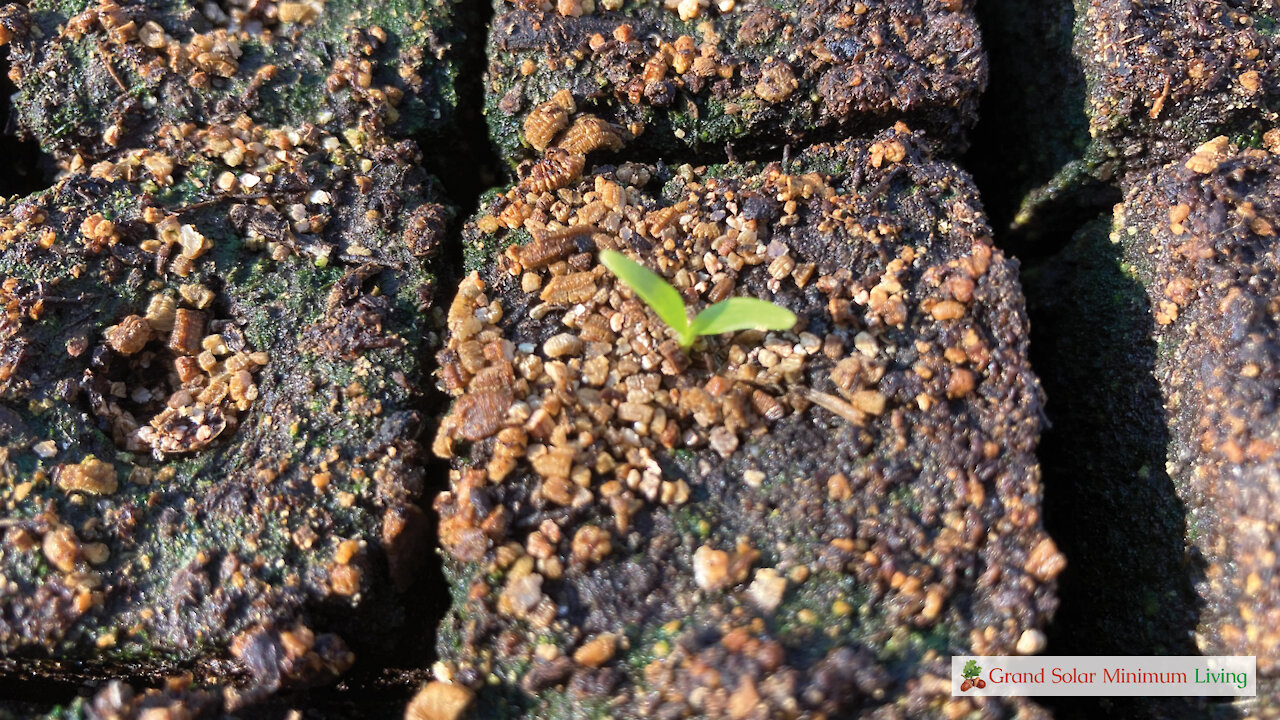 Secrets To Transplanting Parsnips