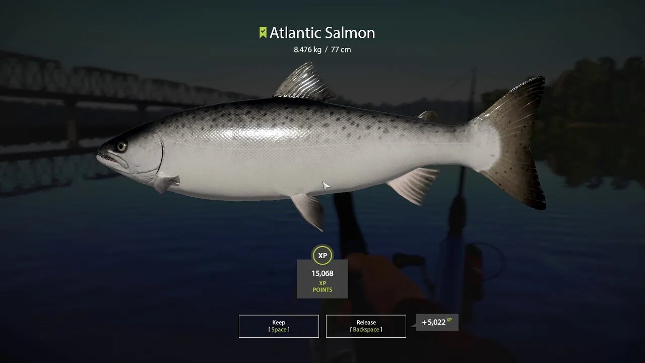 Russian Fishing 4 Volkhov River Atlantic Salmon 8 . 476 Kg