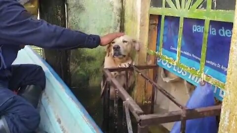 Mexican Navy Rescues Dog Trapped In Tabasco Floods