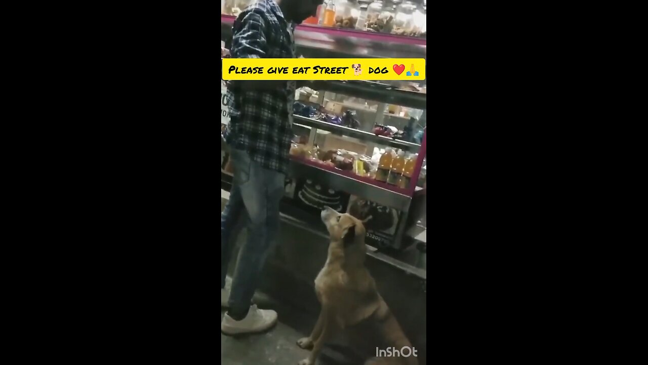 please give eat Street dogs 🐶❤️🙏