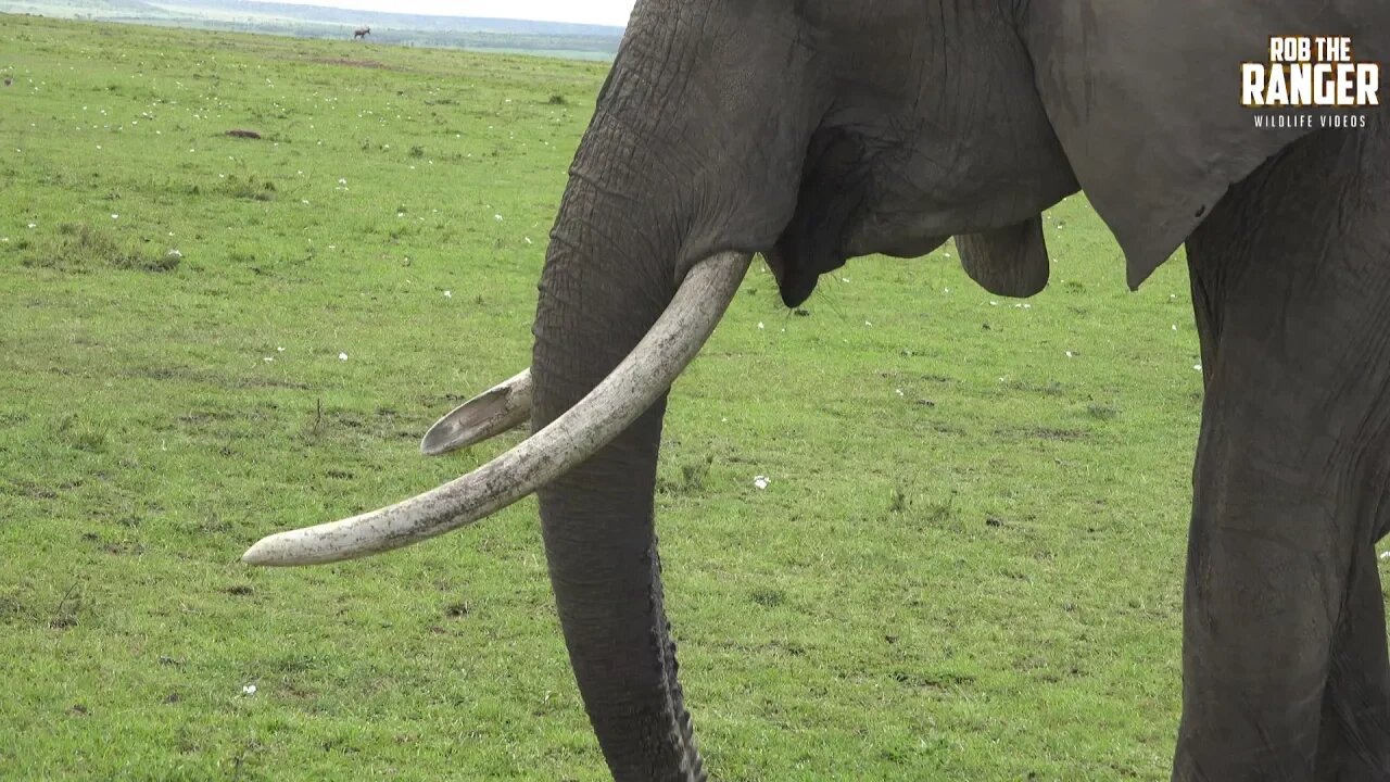 Enjoy These Elephants In The Vast Mara Plains | Zebra Plains