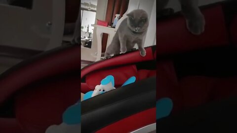 1Min Animal World #dogs #cats #pet