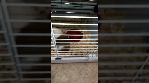 They get so excited when they hear this! Guinea Pigs