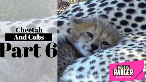 Cheetah And Cubs Part 6: Cubs Suckle And Play