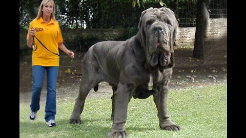 10 Expensive Dogs Only Rich People Can Afford..