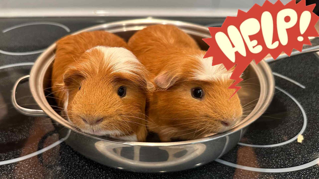 Would you save these Guinea pigs?