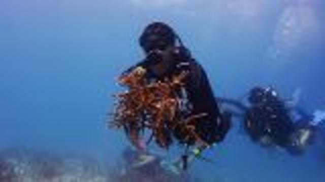 Volunteer Underwater In The Florida Keys