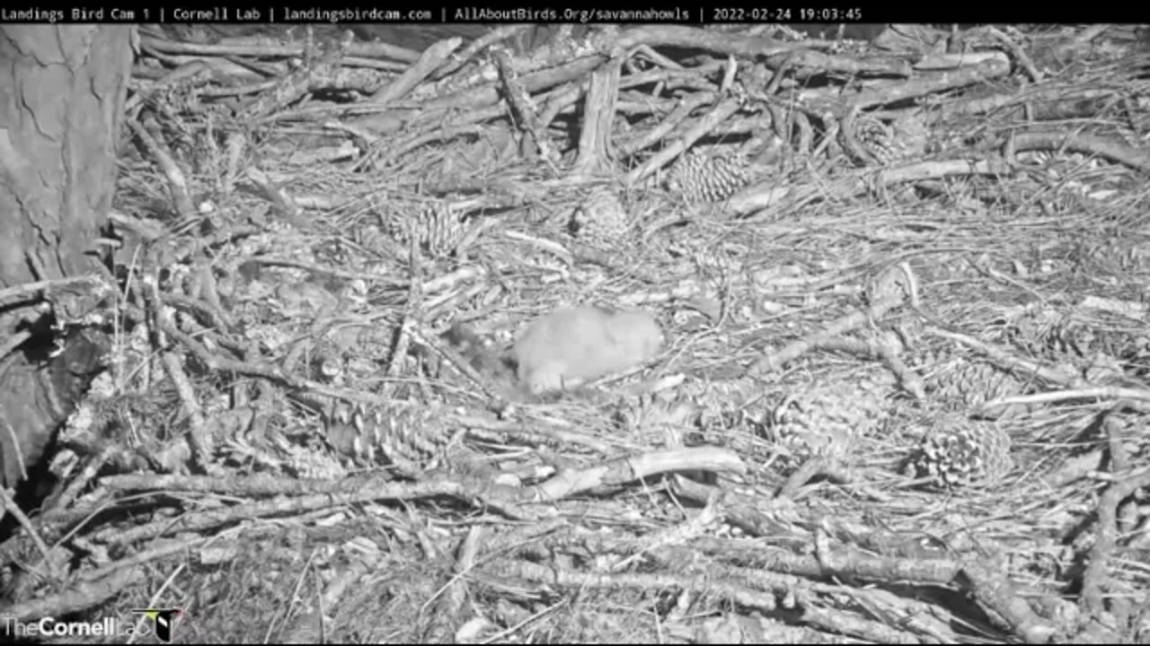 Mom Returns From Her Break 🦉 2/24/22 19:01