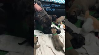 Baby puppies n daddy LonelyCreek Bullmastiff