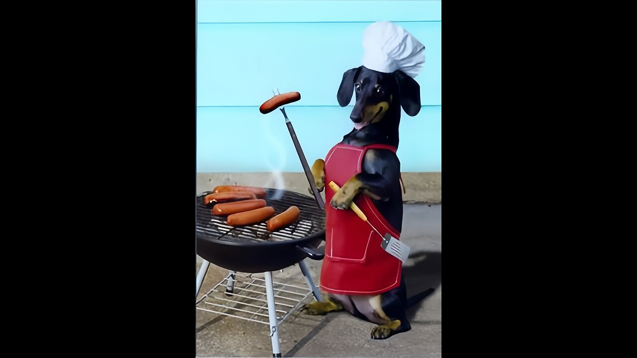 Animal's Funny videos | Animal funny moments 😆😆😁