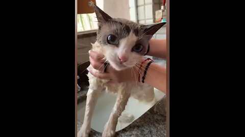 Cute Cat Video that soothes your heart!