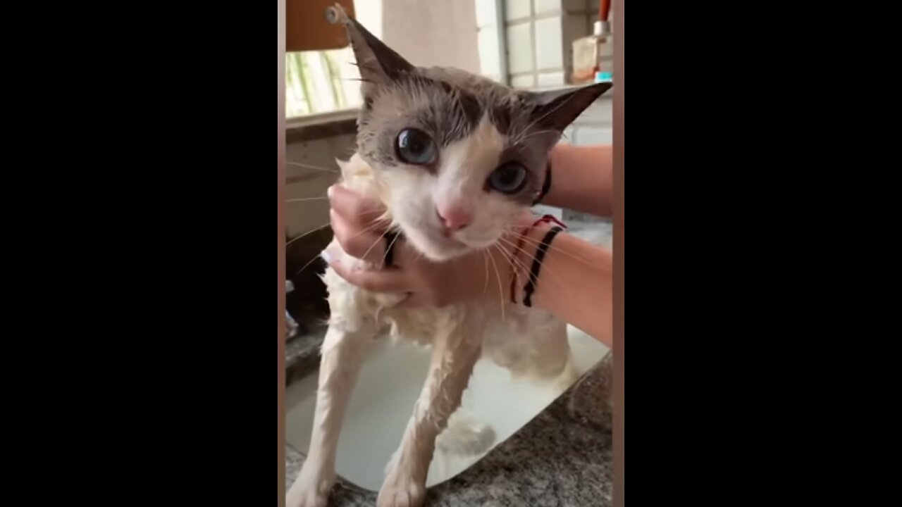Cute Cat Video that soothes your heart!
