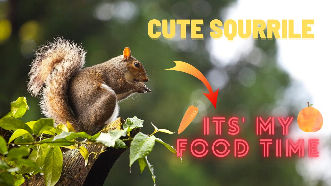 Squirrel playing and eating on tree | Lets funnnn with music