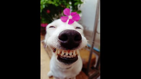 FUNNIEST ANIMALS 😹 Funny Animal Videos Compilation 😹 Try Not To Laugh