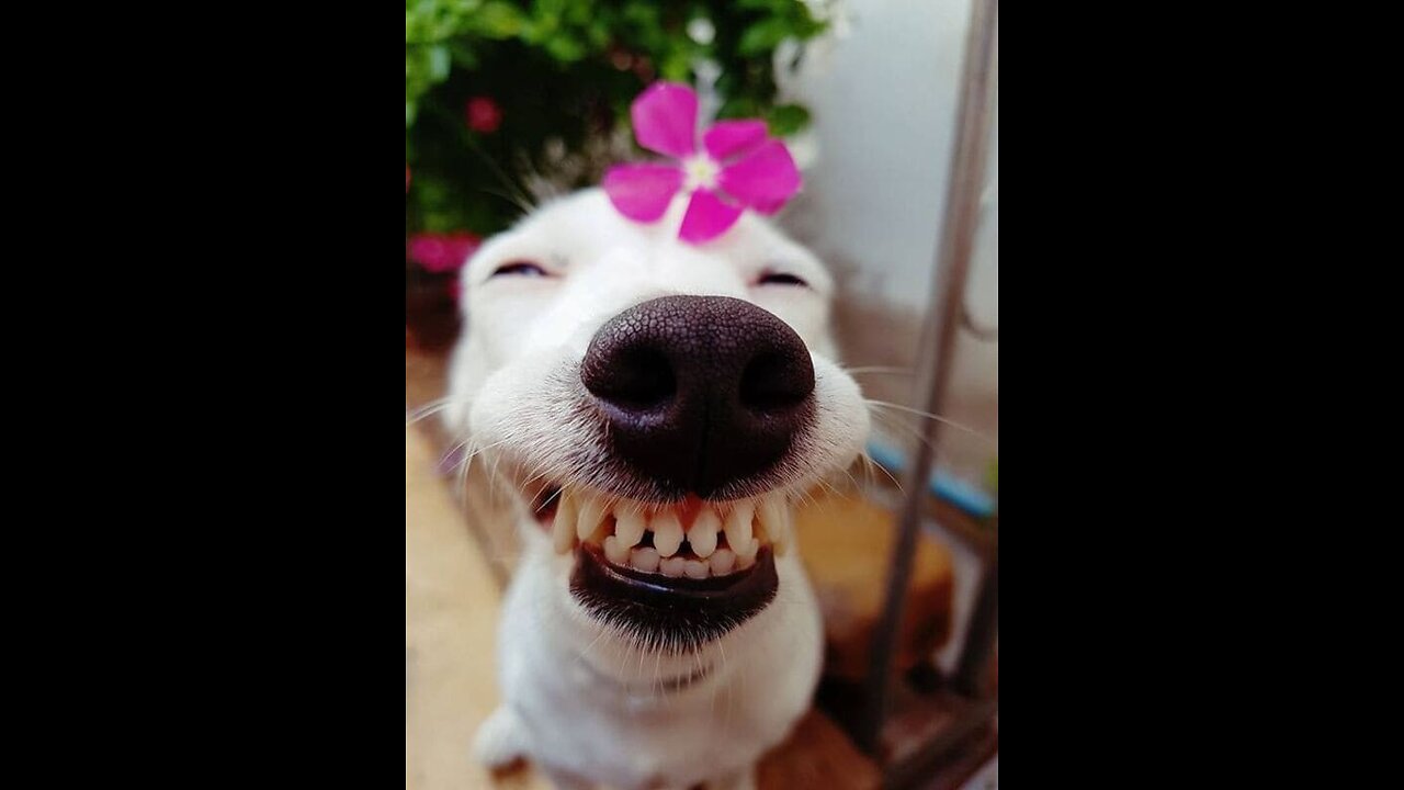 FUNNIEST ANIMALS 😹 Funny Animal Videos Compilation 😹 Try Not To Laugh