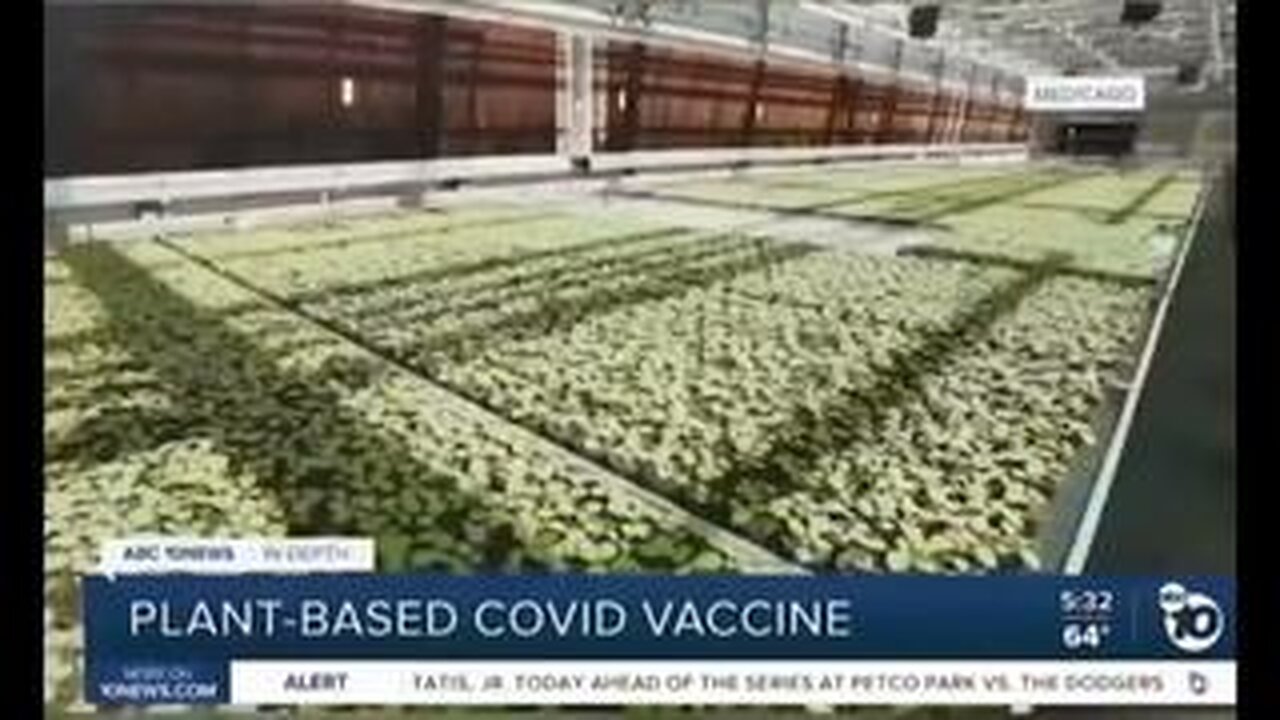 ⚠️PLANT BASED COVID VACCINE