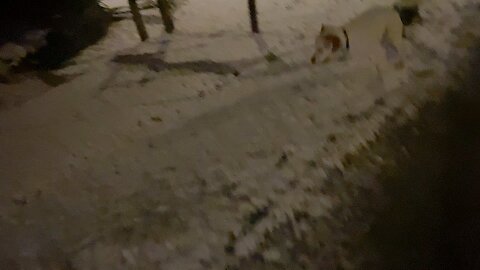 Milo the dog- running on the snow