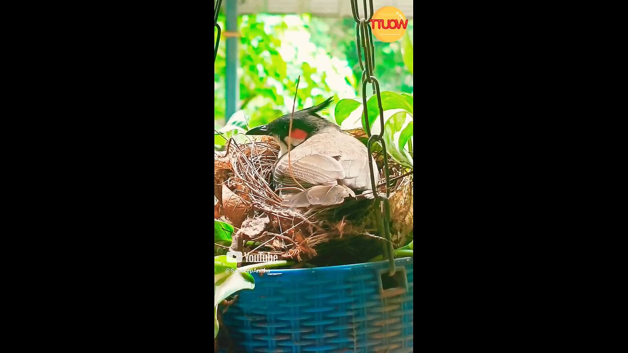 Part 3 | Red Whiskered Bulbul has 3 baby birds that are slowly growing now | Magical Nature