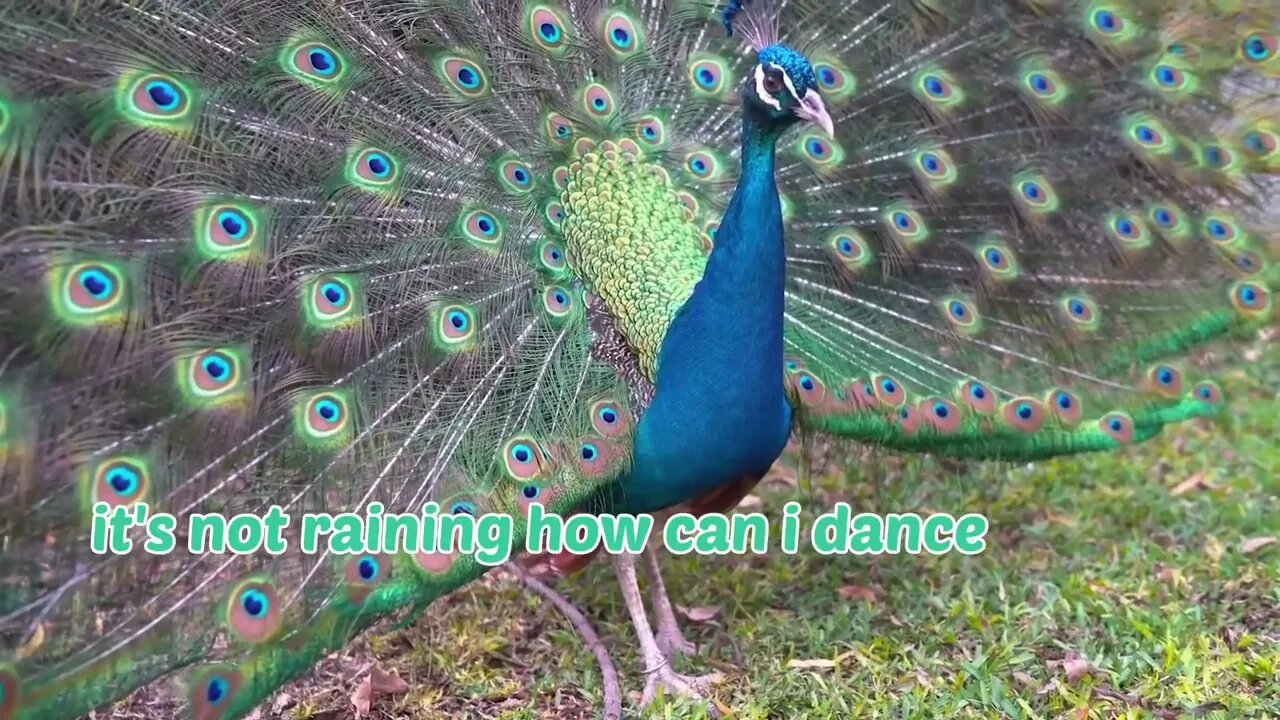 Peacocks 🦚 story||Peacocks dancing|| saul relaxing & feeling good ❤️